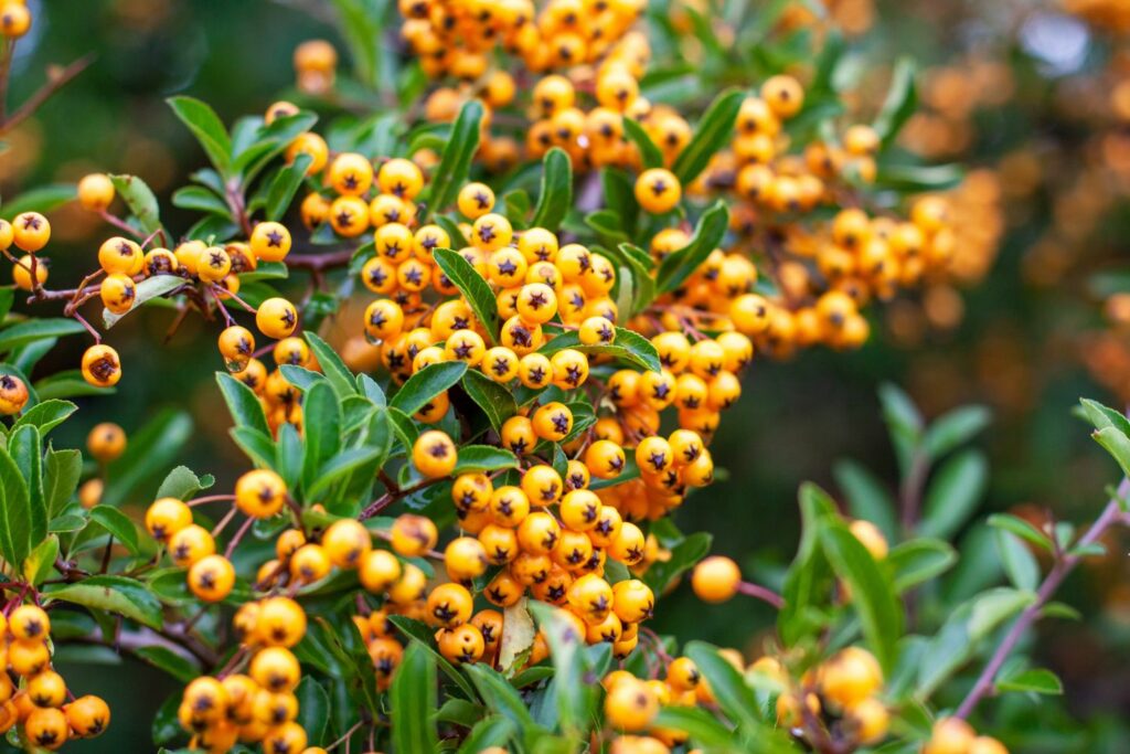 Pirokabta - Pyracantha