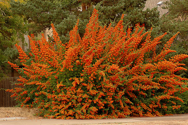 Pirokanta - Pyracantha - Vatreni trn