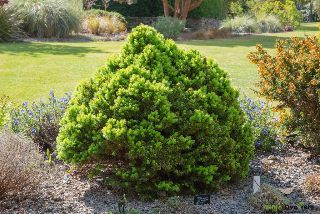 Picea glauca var. albertiana 'Laurin' 