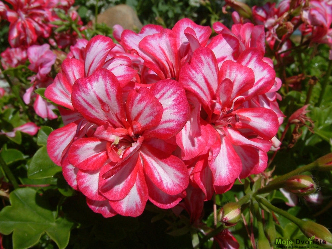 Pelargonium peltatum | Ivy Geranium – Mahagoni