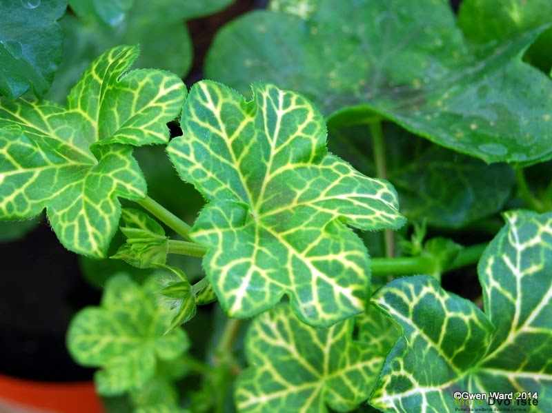 " White Mesh" - Ivy Leaf Pelargonium