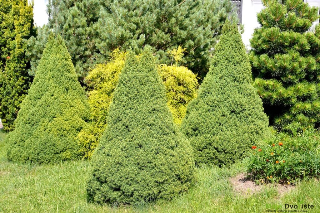 Bela smreka: Picea glauca var. albertiana "Conica"