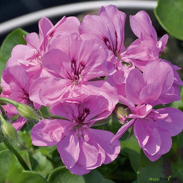 Royal Amethyst Ivy Geranium