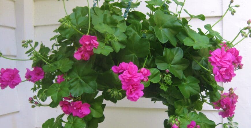 The Perpetual Life of Pelargonium peltatum (the Ivy-Leaved Geranium) – Kevin Lee Jacobs