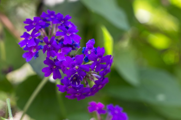 Verbena officinalis