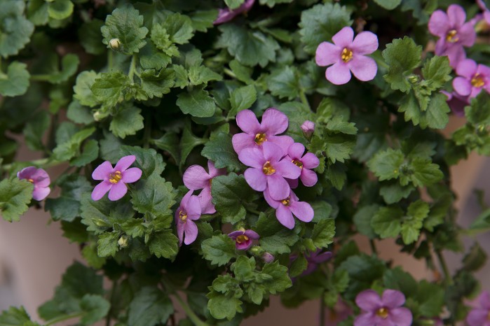 Bacopa - Sutera cordata