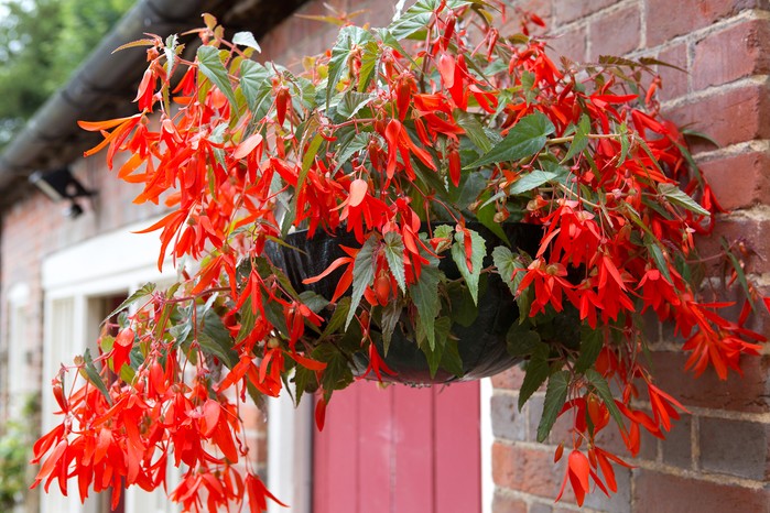 Begonia - Begonia semperflorens