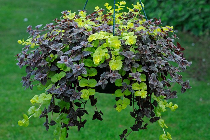 Lizimahija - Lysimachia nummularia