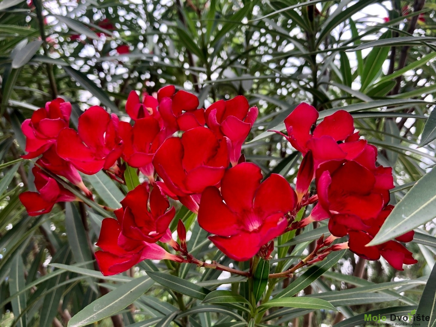 Kako uzgajati oleander - Oleander 'Hardy Red'