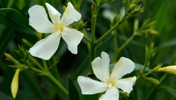 Kako uzgajati oleander