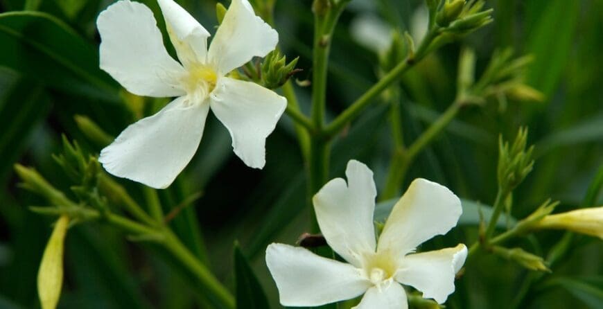 Kako uzgajati oleander