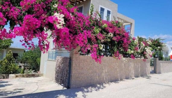 Μπουκαμβίλια/Bougainvillea tree, Vagia (updated prices 2024)