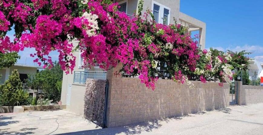 Μπουκαμβίλια/Bougainvillea tree, Vagia (updated prices 2024)