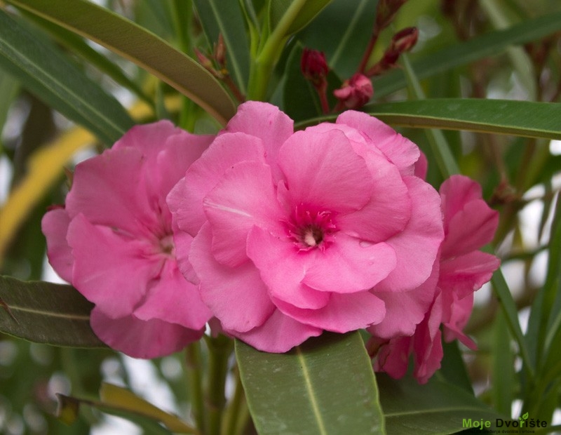 Kako uzgajati oleander - Oleander Splendens Double Pink