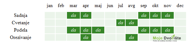 Santolina kalendar - Uzgoj santoline