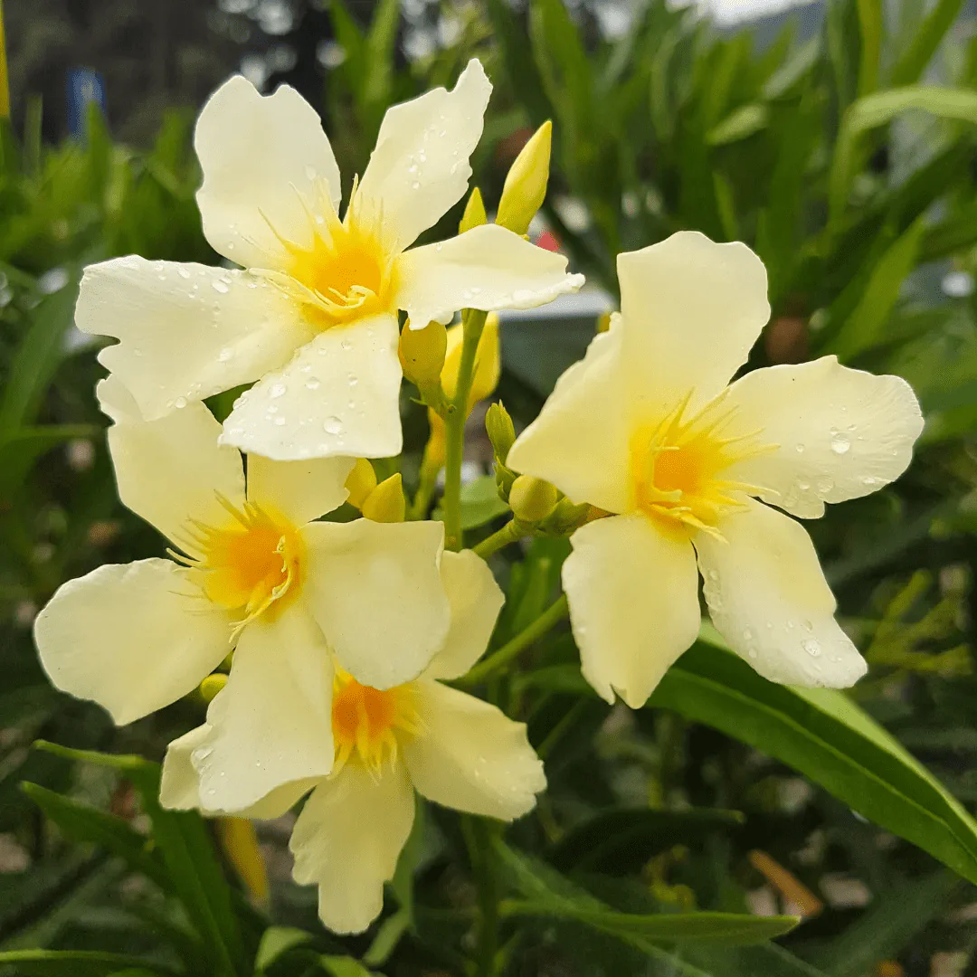 Arali Yellow Single Petal