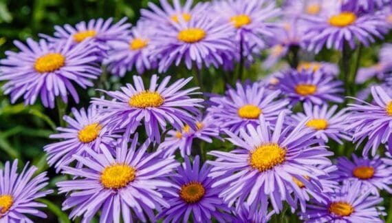 Kako uzgajati aster - Aster alpinus