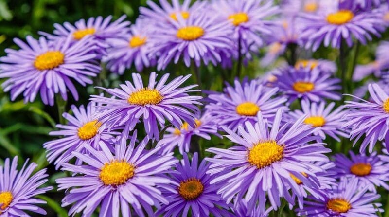 Kako uzgajati aster - Aster alpinus