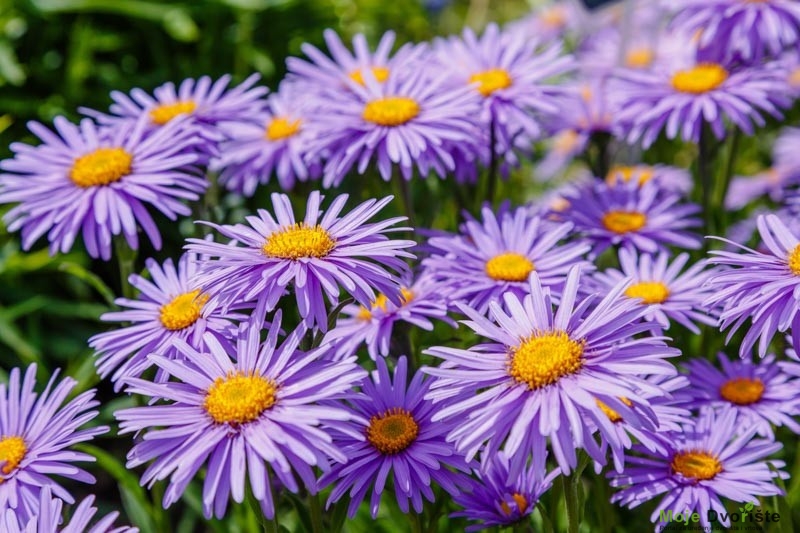 Aster alpinus (Alpine Aster)