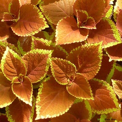 coleus