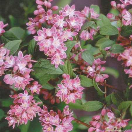 Deutzia hybrida 'Strawberry Fields'