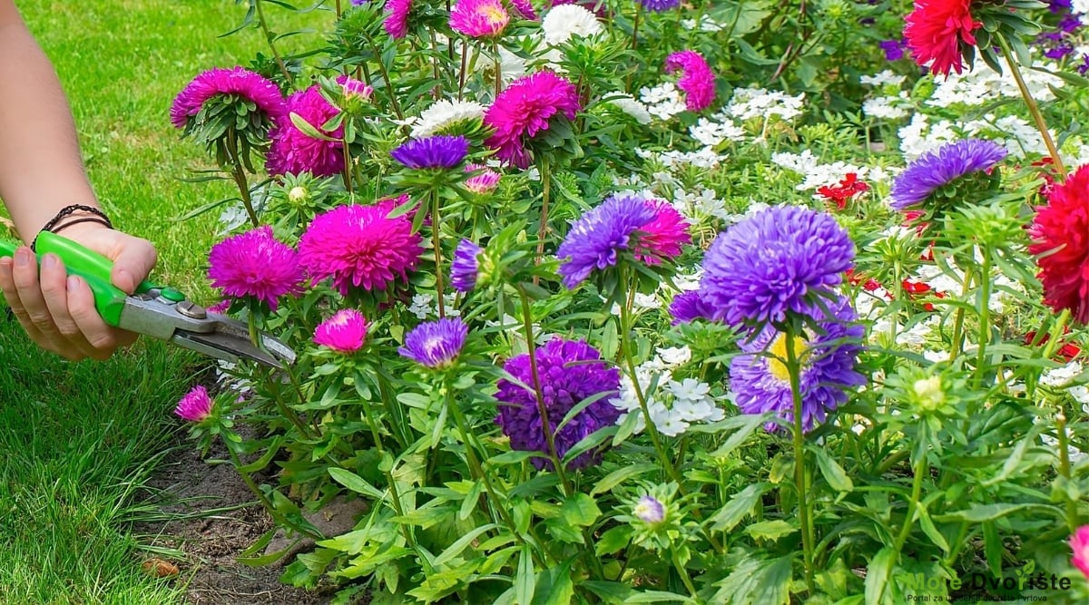 How to Plant, Grow, and Care for China Asters