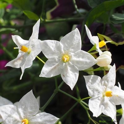 solanum