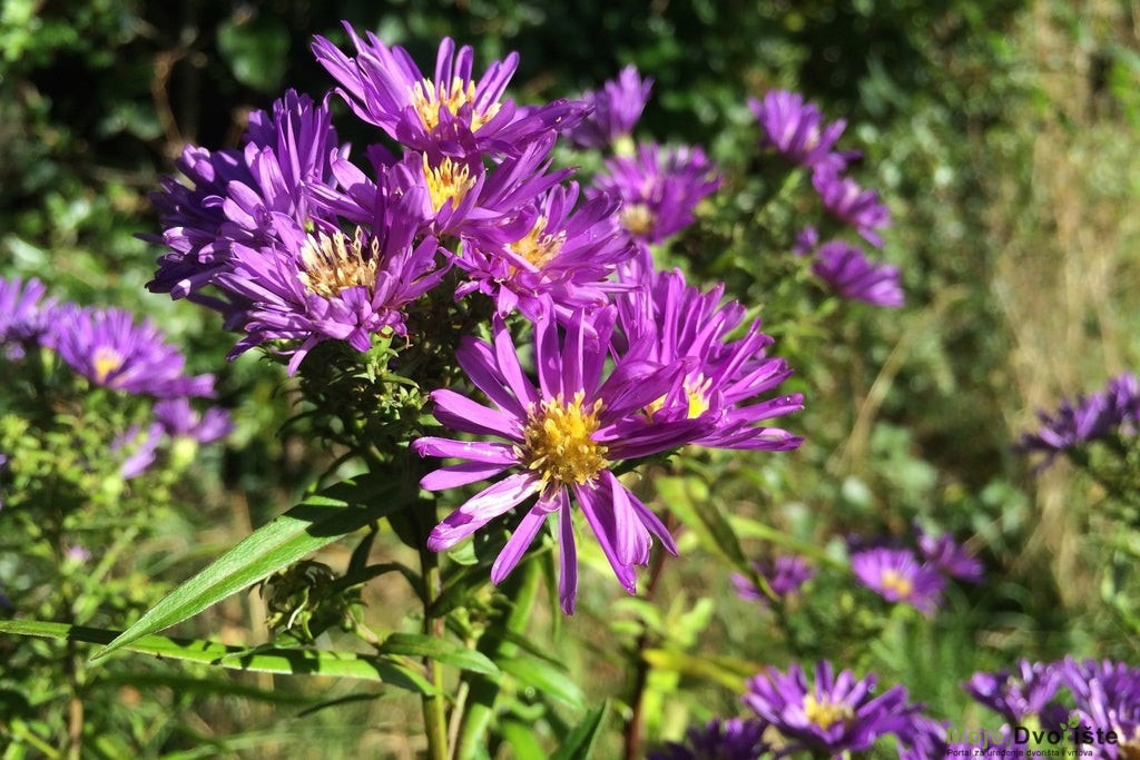 Symphyotrichum novi-belgii 'Samoa' (Island Series) – Ballyrobert Gardens