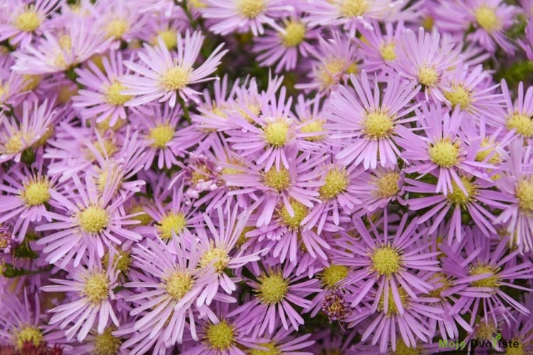 Symphyotrichum 'Ochtendgloren' (Aster)