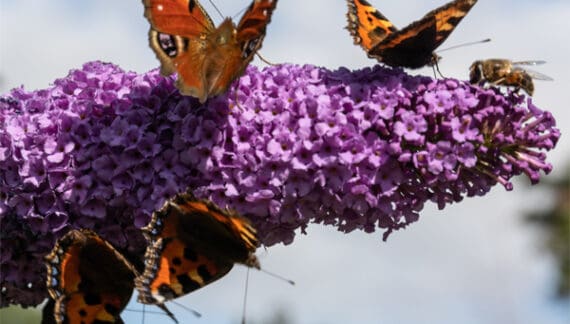 Buddleja Davidii