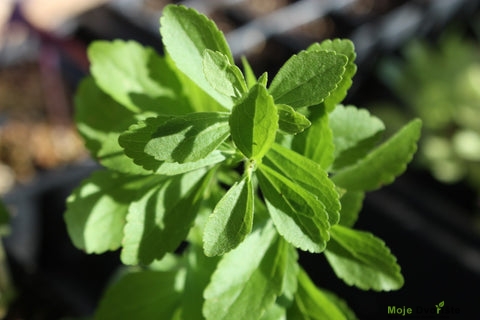 lekovite biljke - stevia