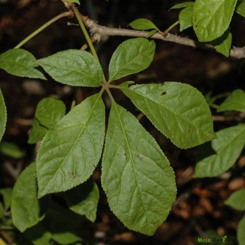 Ginseng