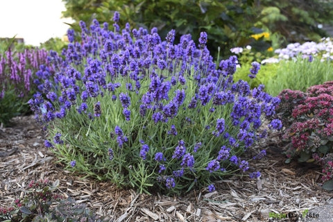 lekovite biljke - lavanda