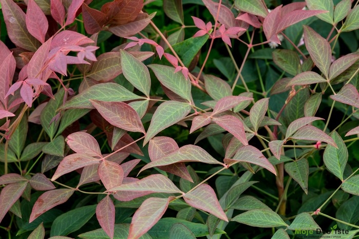 Kako uzgajati nandinu - Nandina domestica