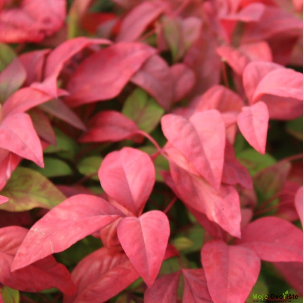 Nandina domestica 'Fire Power'