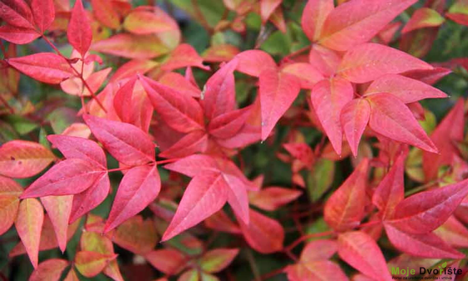 Nandina domestica 'Gulf Stream'