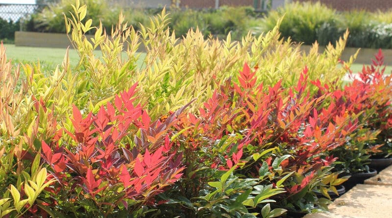 Nandina domestica