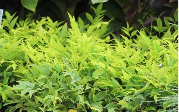 Nandina domestica ' Magical Lemon and Lime'