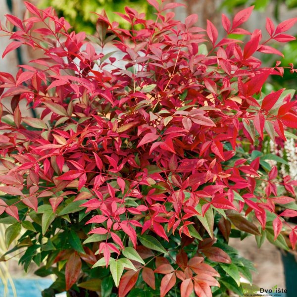 Nandina domestica 'Obsessed'