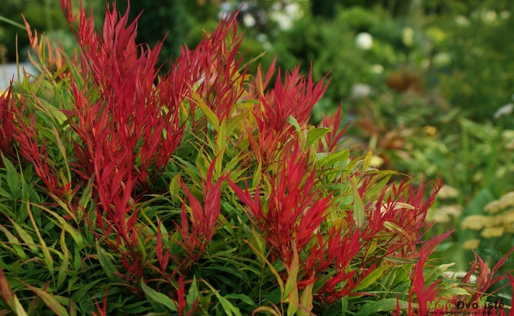 Nandina Obsession - Nandina domestica