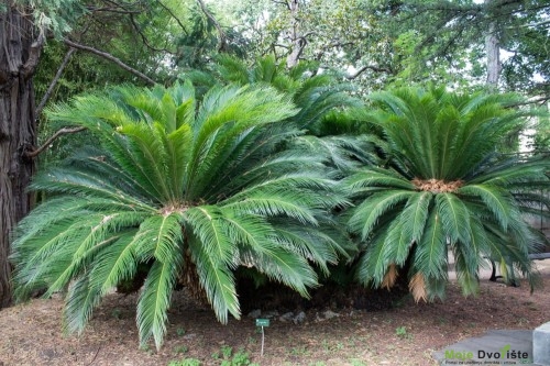 Cycas Revoluta