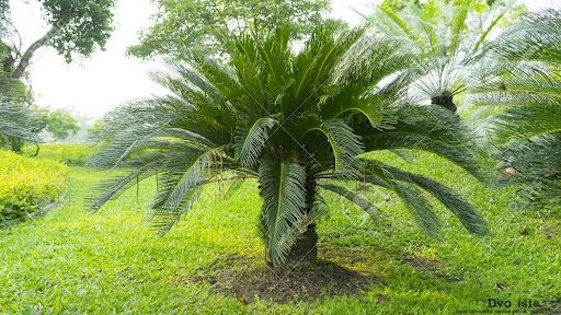 Cycas circinalis