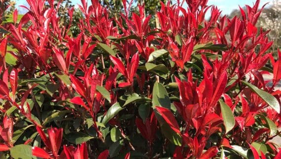 Photinia