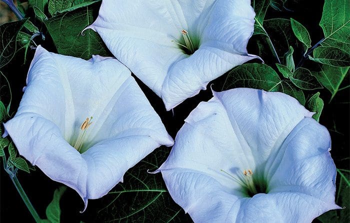 Otrovne Bilјke u Vrtu - Datura | Moje Dvorište