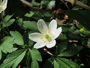 https://upload.wikimedia.org/wikipedia/commons/thumb/8/85/20150421Anemone_nemorosa2.jpg/300px-20150421Anemone_nemorosa2.jpg | Moje Dvorište