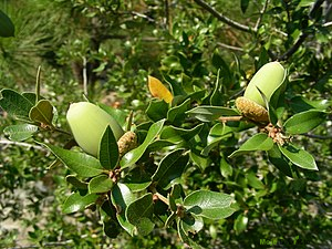 https://upload.wikimedia.org/wikipedia/commons/thumb/6/63/Quercus_chrysolepis_acorns.jpg/300px-Quercus_chrysolepis_acorns.jpg | Moje Dvorište
