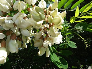 https://upload.wikimedia.org/wikipedia/commons/thumb/3/3c/Gew%C3%B6hnliche_Robinie.JPG/300px-Gew%C3%B6hnliche_Robinie.JPG | Moje Dvorište