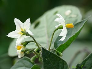 https://upload.wikimedia.org/wikipedia/commons/thumb/5/53/Black_Nightshade_-_Flickr_-_treegrow_%282%29.jpg/300px-Black_Nightshade_-_Flickr_-_treegrow_%282%29.jpg | Moje Dvorište