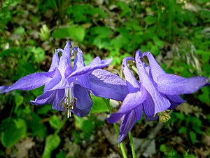https://upload.wikimedia.org/wikipedia/commons/thumb/3/34/AQUILEGIA_VULGARIS_-_GUIXERS_-_IB-0174.JPG/300px-AQUILEGIA_VULGARIS_-_GUIXERS_-_IB-0174.JPG | Moje Dvorište