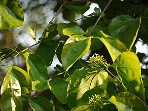 https://upload.wikimedia.org/wikipedia/commons/thumb/4/40/Strychnos_nux-vomica_%286941721082%29.jpg/300px-Strychnos_nux-vomica_%286941721082%29.jpg | Moje Dvorište